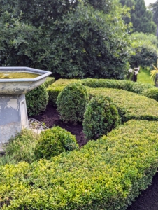 I am extremely proud of the growing boxwood around my farm. I designed every border and bed. This garden has both a boxwood hedge and individual shrubs on the terrace outside my Winter House kitchen.