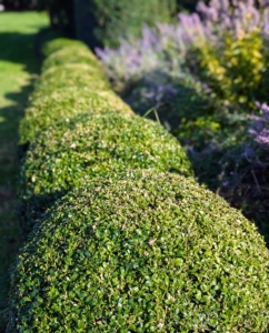 In 2017, I decided to line both sides of my clematis pergola with boxwood. There are more than 300-shrubs planted here and they continue to thrive.