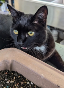 And he loves keeping watch inside the greenhouse. When my head gardener, Ryan McCallister, is potting up plants, Blackie is right there next to him.