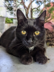 And at night he's back indoors guarding the space from any and all small furred intruders. Thanks, Blackie. Sharing a home with cats... it's a good thing.