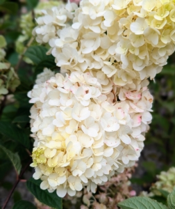 Strawberry Sundae is also a panicle hydrangea. This one is perfect in small hedges or as part of mass plantings. The flowers emerge creamy white in midsummer and change to pink as night temperatures cool down.