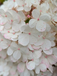 The Vanilla Strawberry™ Panicle Hydrangea features enormous flower heads that are held upright – first white, then pink, then red in later fall.