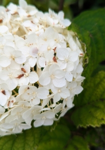 Born in a tight cluster, the blossoms of FlowerFull are initially green and open to a creamy white.