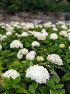 Hydrangea, commonly named the hortensia, is a genus of more than 70 species of flowering plants native to Asia and the Americas. Hydrangea flowers bloom from early spring to late autumn.