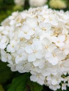 And new from First Editions is the FlowerFull Smooth Hydrangea.