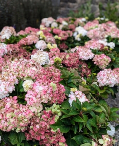 Early last month, I received a large delivery of beautiful hydrangeas from First Editions Shrubs & Trees. At the time, all of them were blooming profusely.