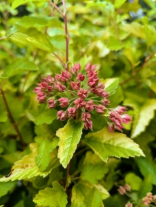 This is another variety of Ninebark, Honeycomb, Physocarpus opulifolius 'ZLENora,' which has large, vibrant, chartreuse leaves that hold their color all season long, even in full sun. In the spring, white flowers provide contrast to the leaves, in summer bright red seedpods emerge, and in the fall, bold green to gold foliage stand out.