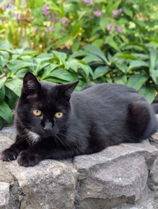 Blackie stays near my main greenhouse and loves the shade gardens near my pergola and Tenant House.