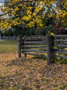 This fence surrounds a maple tree inside a paddock to keep the horses from rubbing against it.