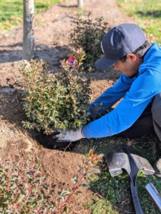 Nearby, José plants a row of ninebark, Physocarpus. It's been unusually warm here in the Northeast, so we're getting as many plants in the ground as possible.