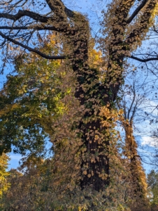 The yellow leaves of the climbing hydrangea stand out on this sugar maple planted behind my garden of tree peonies.