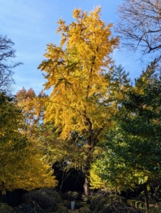 In my Summer House garden, the giant female Ginkgo is holding onto her leaves - for now. "The Great Ginkgo Leaf Drop" will happen in a couple weeks. Ginkgos lose all their leaves at the same time because of the way their petioles, known as stems, work. As the weather gets colder, the petioles get what’s called scars to protect the tree from disease after the leaves fall. For most trees, that happens on a leaf-by-leaf basis. But in the case of the ginkgo, all the scars form mysteriously on the same day.