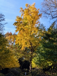 In October, it is a gorgeous golden yellow. The ginkgo biloba is one of the most distinct and beautiful of all deciduous trees. It prefers a minimum of four hours of direct, unfiltered sunlight each day. The ginkgo has a cone-like shape when young, and becomes irregularly rounded as it ages.