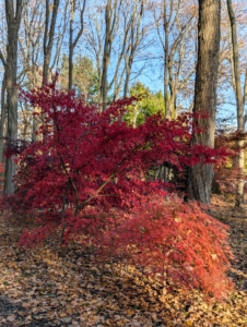 Soon, all my Japanese maples will also become brighter. The chlorophyll in the leaves breaks down, revealing the red pigment and creating the vibrant red color we see after the first frost - just wait.