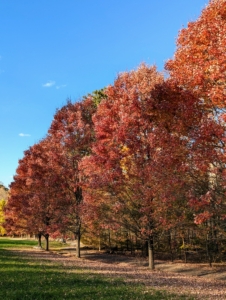 More color is seen along the carriage road in my upper hayfield at this stand of red maples, Acer rubrum. Red maple is one of the most colorful in autumn and one of the earliest trees to show its color changes – shades of yellow, orange, and red, sometimes on the same tree.