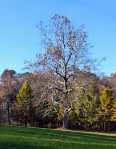 Not far is my old sycamore tree, the symbol of my farm. It has already lost most of its leaves for the season.