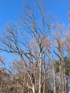 And after all the leaves have changed and fallen, the trees remain bare. Essentially, they enter a dormant state, "going to sleep" for the winter. this is when they conserve energy by stopping active growth while roots remain active, absorbing water and nutrients from the soil, and preparing for new growth come spring.