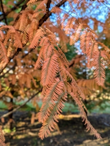 Dawn redwoods, Metasequoia, have feathery, fine-textured needles that are opposite each other and approximately a half-inch long. Don’t confuse them with the bald cypress needles, which grow alternately. In autumn, these dawn redwood needles are different shades of golden-brown.