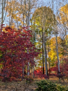 It is the varied colors of the changing leaves that add so much interest. Fall hues include yellow, gold, brown, russet, crimson, and scarlet red.