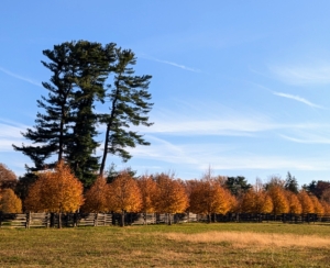 These lindens can be seen from so many areas of the farm. They are near the dark green eastern white pines.