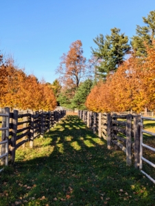 This allée extends from my long pergola down to my chicken coops.