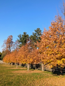 These lindens look more spectacular every year. Lindens, Tilia, are medium to large shade trees that are easy to maintain and beautiful in any landscape. They turn pale green to pale yellow in autumn.