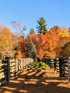 Here at my farm, the peak of fall, when leaves have changed color and are most vibrant, is nearing its end, but look at the gorgeous show. This view looks down between two of my fenced paddocks.