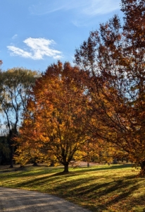 And here, the late afternoon sun shines through the leaves of the American Beech. American beech is native to the eastern United States and Canada. It is a deciduous tree, meaning soon it will lose all these leaves and remain bare for the cold season.