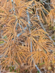 When the leaves of larch turn color, the greenish-yellow transform to golden yellow – a beautiful contrast with surrounding evergreens in my pinetum.