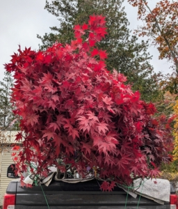 Few trees are as stunning as the Japanese maple. With more than a thousand varieties and cultivars including hybrids, the iconic Japanese maple tree is among the most versatile small trees for use in the landscape. Japanese maples are native to areas of Japan, Korea, China, and Russia. In Japan, the maple is called the “autumn welcoming tree” and is planted in the western portion of gardens – the direction from which fall arrives there.