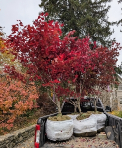 These Japanese maples, Acer palmatum 'Bloodgood,' are from Select Horticulture, Inc, a nursery in nearby Pound Ridge, New York. When i saw them, I knew right away where I wanted to plant them.