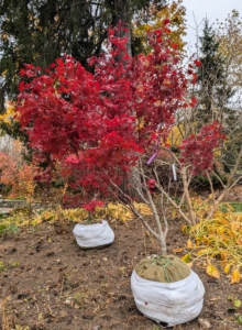 It will be nice to see these trees from the expansive windows of the Tenant House. Some of the small plants were removed from the beds during this process and will be transplanted after planting is completed.