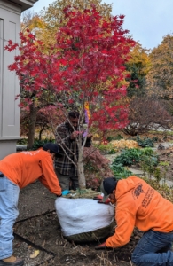 I indicated exactly where to place them. When selecting a location for a tree, be sure to consider the size when the tree is mature. And place it far enough from any structures, so the branches do not touch anything.