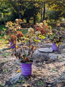 As with all new plants, the potted hydrangeas are first placed where they will be planted to ensure good spacing and arrangement. Hydrangeas should be at least four feet apart when planted in groups.