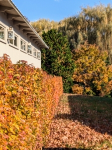 The Parrotia persica, also known as the Persian ironwood, is a deciduous tree that is known for its spectacular fall foliage. Here is a Parrotia persica hedge on the left. This time of year, it shows off a variety of colors, including yellow, orange, red, and purple.