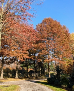 One of the pin oak tree’s most distinguishable traits is its habit - the lower branches hang down, while the middle branches reach out horizontally and the upper branches grow upright.