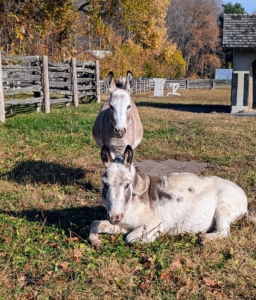 My donkeys, Friesian horses, and Fell pony get turned out into their paddocks every day, so it is important to maintain the fences and ensure they are all in good condition. Truman "TJ" Junior and Jude "JJ" Junior spend most of the days in their large fenced-in enclosure.