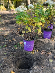 Placing the plants in their designated locations also helps to keep track of the holes dug.