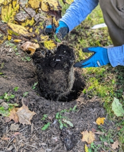 Cesar plants the hydrangea similar to the way it was planted in the pot. Planting them too deep can bury the stems, which can promote root rot.