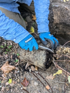 Using a Hori Hori knife, Cesar scarifies the root ball to stimulate growth. The Hori Hori knife is one of our favorite tools for the garden. It’s great for digging holes for transplants and bulbs, dividing plants, pruning, weeding, and so much more.