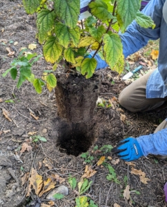 Hydrangeas have a fibrous root system, which means their roots are thin and branch out. These roots allow the plants to absorb water and nutrients from the top layers of soil.