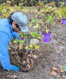 The hole is backfilled with the existing soil as well as new composted soil made right here at my farm.