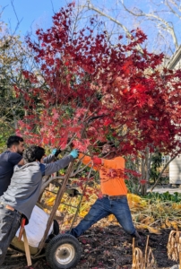 The crew carefully wheels the trees into the garden using a large hand truck that is able to carry the weight of these heavy specimens.