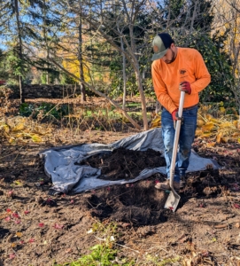 Alex begins to dig the holes. He watches out for the surrounding plants and any bulbs that are in the ground. A crucial step in growing healthy trees is to plant them at the proper depth. Planting a tree too deep can kill it.