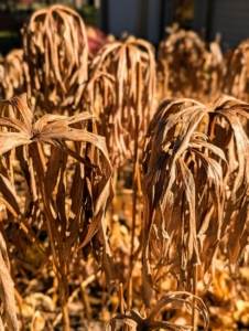 Do you recognize these plants? This is the foliage of Syneilesis, commonly called the shredded umbrella plant because of the narrow, dissected leaves that cascade downward like an umbrella.