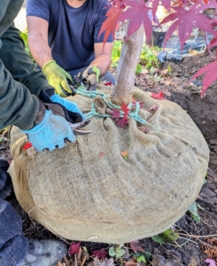 ... and the burlap is also removed. The root ball should be completely bare of any wrapping before it is planted.