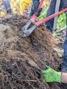 José then cuts off the bottom of the wire basket. Most trees will have this wire cage, so if one is not visible, be sure to feel for it - it may be covered by the roots. The crew also scarifies the root ball at this stage. Don’t be afraid to scarify – this stimulates root growth. Small portions of the roots are purposely cut to loosen them and create beneficial injuries. This helps the plant become established more quickly in its new environment.