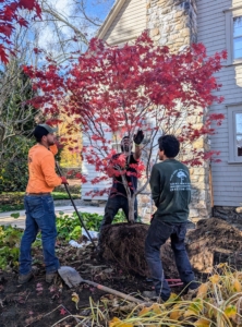 Slowly the crew rotates the tree on its root ball closer to the hole. When moving heavy trees, never hold one by its branches, which could easily break. The crew uses heavy metal bars to maneuver the tree into place.