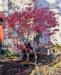 Then the crew looks at the tree from all sides to ensure its best side is facing the footpath. It is also a good time to check that it is completely straight.