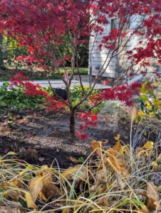 José waters the tree thoroughly to remove any air pockets and to settle the soil.